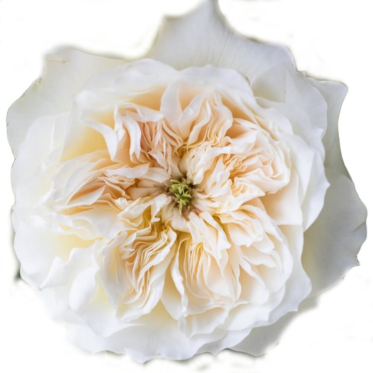 Garden Rose - David Austin Enid