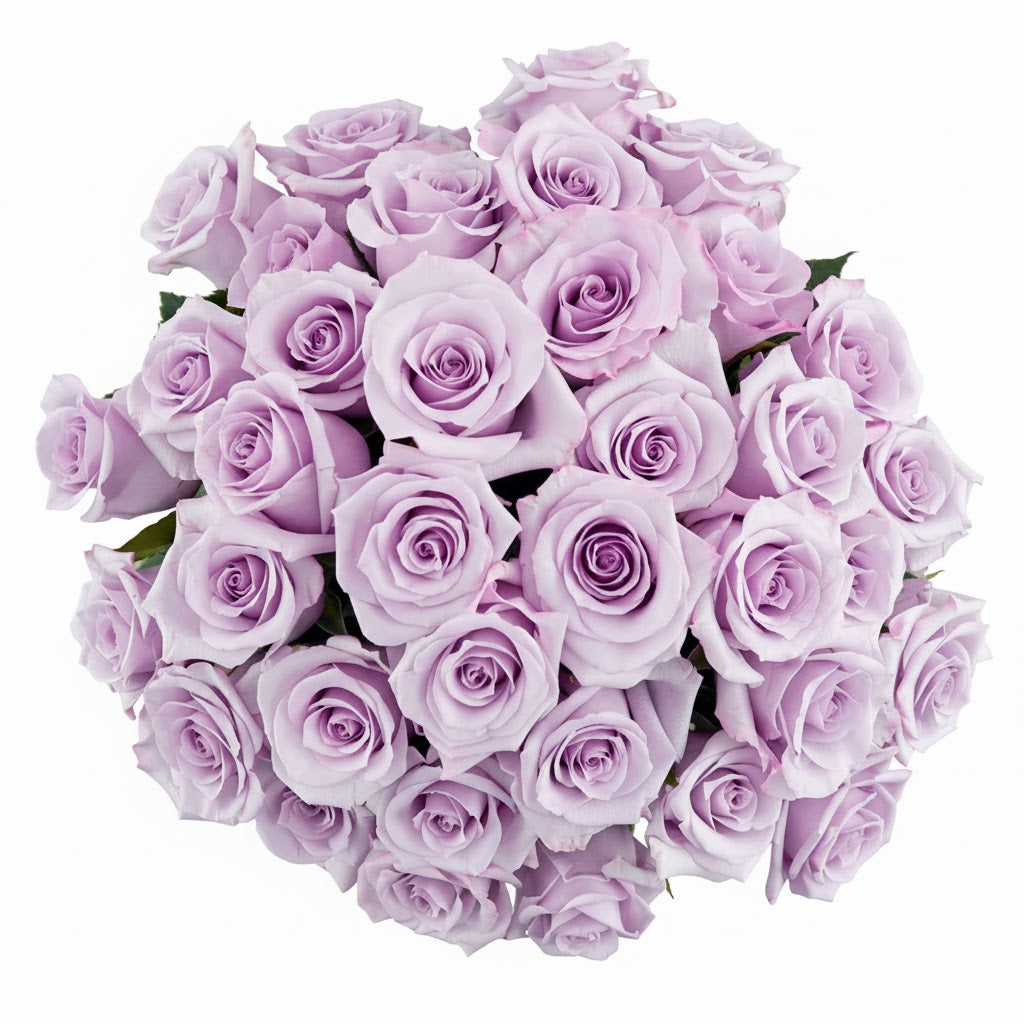 Long Stem Lavender Roses