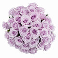 Long Stem Lavender Roses