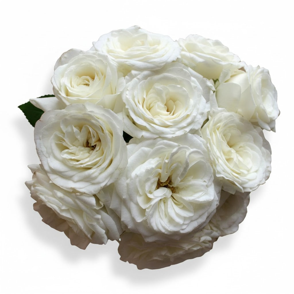 Garden Rose - Alabaster