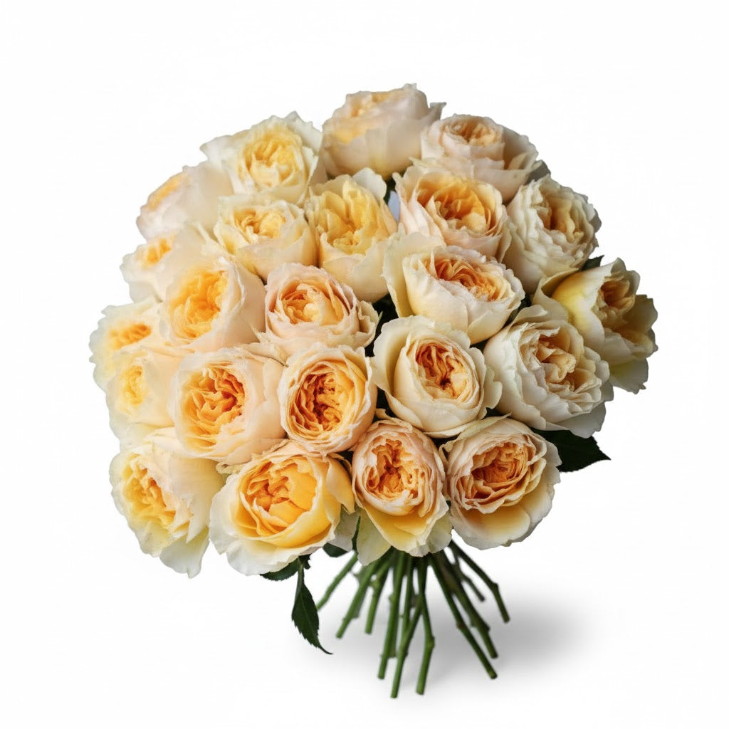 Garden Rose - David Austin Beatrice