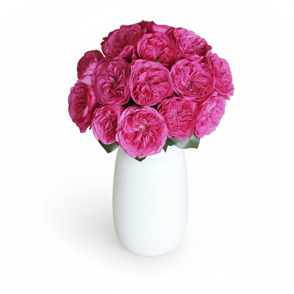 Garden Rose - Baronesse