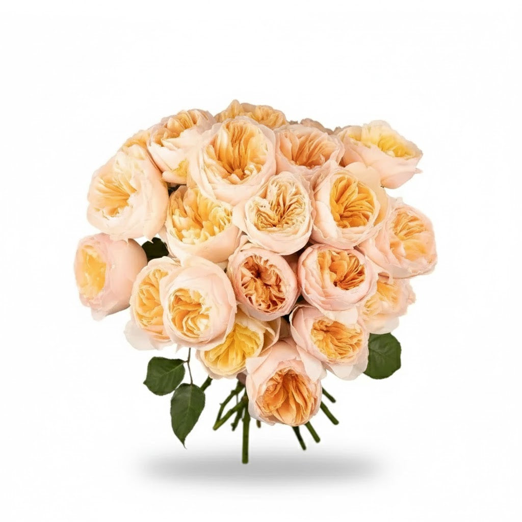 Garden Rose - David Austin Juliet